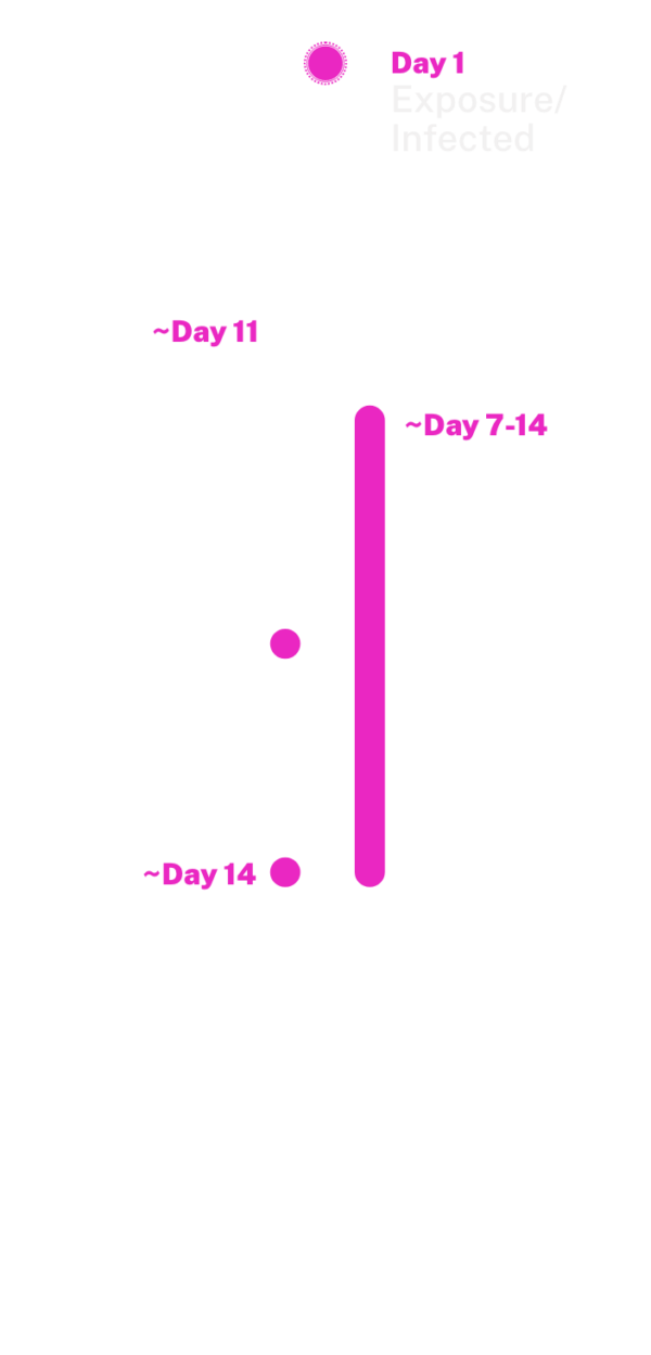 measles-exposure-infection-timeline-mobile-@2x