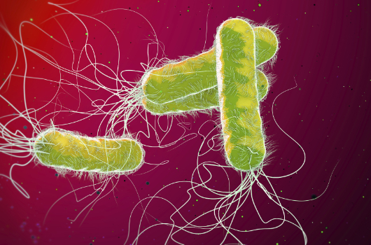 Clostridium difficile infection symptoms and solutions
